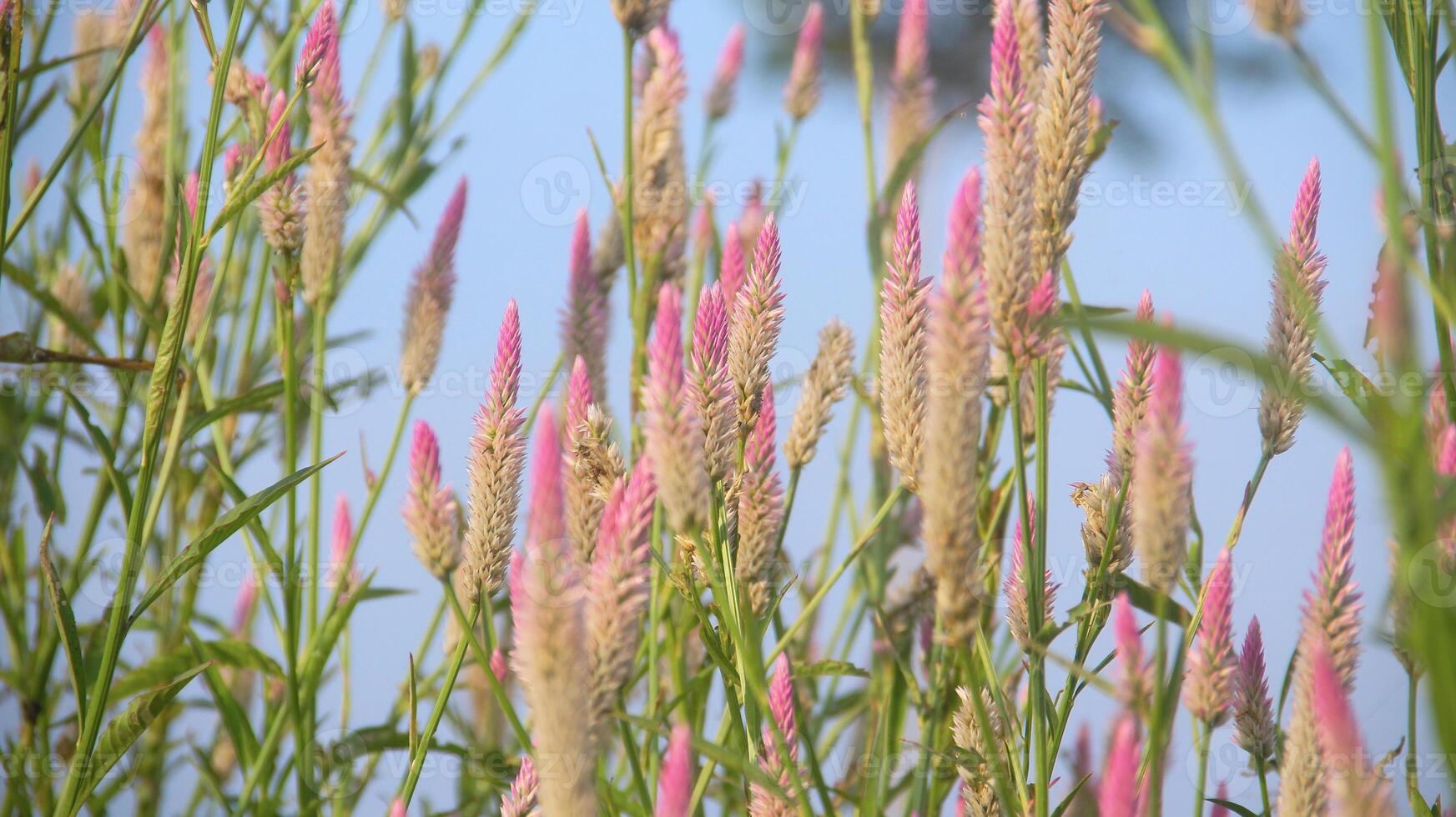 Flowers from grass and wild plants that bloom beautifully in the morning photo