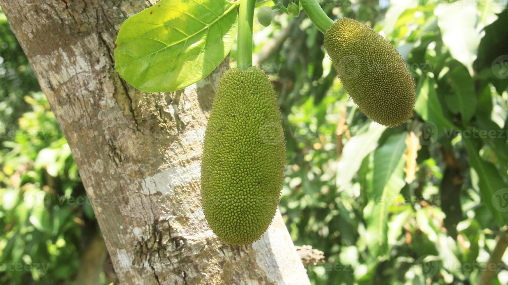 Young jackfruit that is still on the tree photo