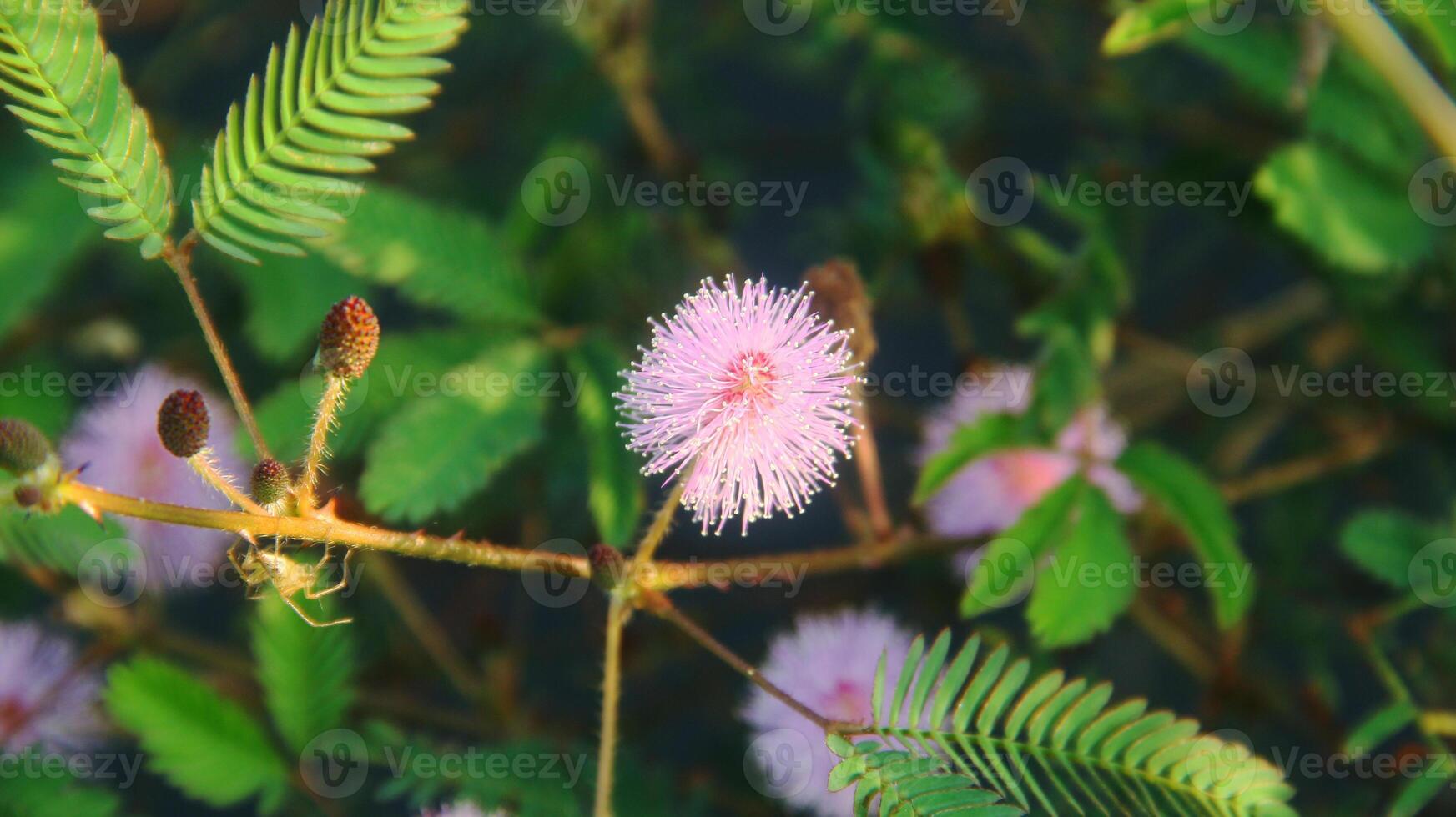 The flowers of the shy princess plant or mimosa pudica L bloom beautifully photo