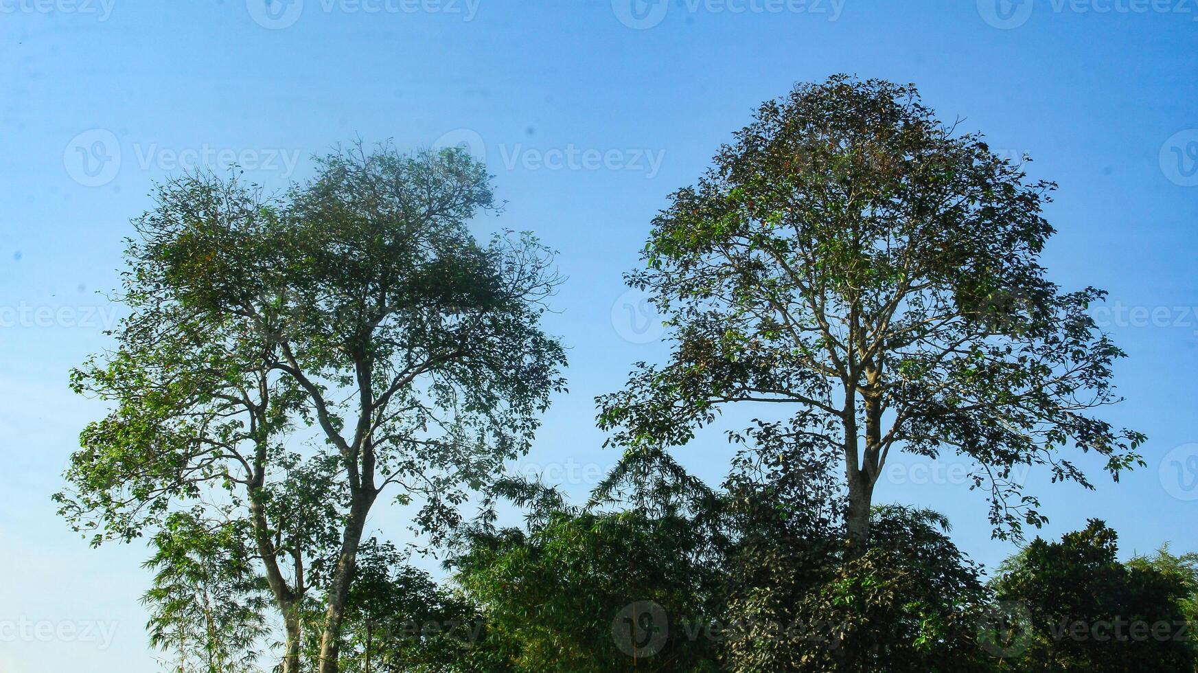 Sandoricum koetjape or Harp tree that grows towering against a blue sky in the dry season photo