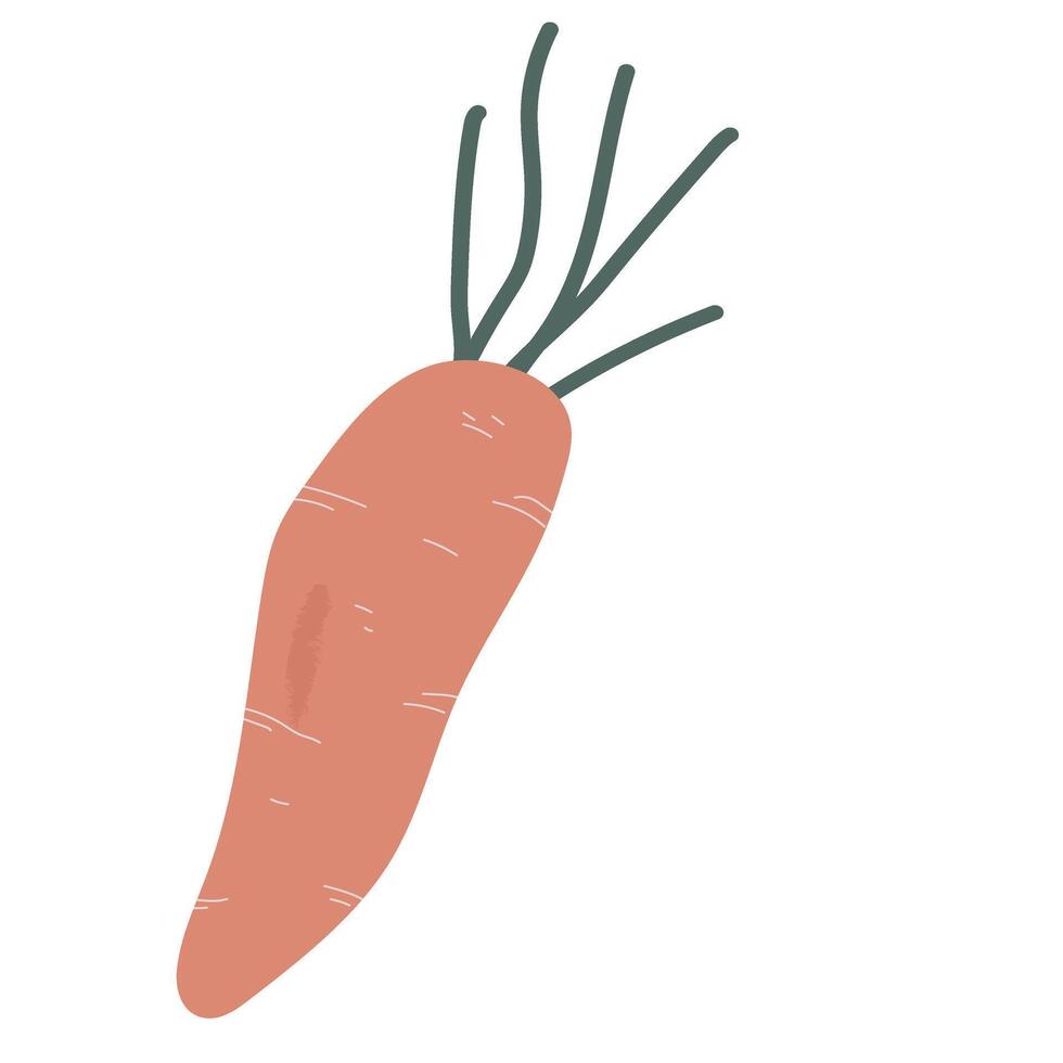 Carrot Vegetable Graphic Illustration, Produce from the Garden, Harvest Vegetable Clipart, Graphic Illustration vector