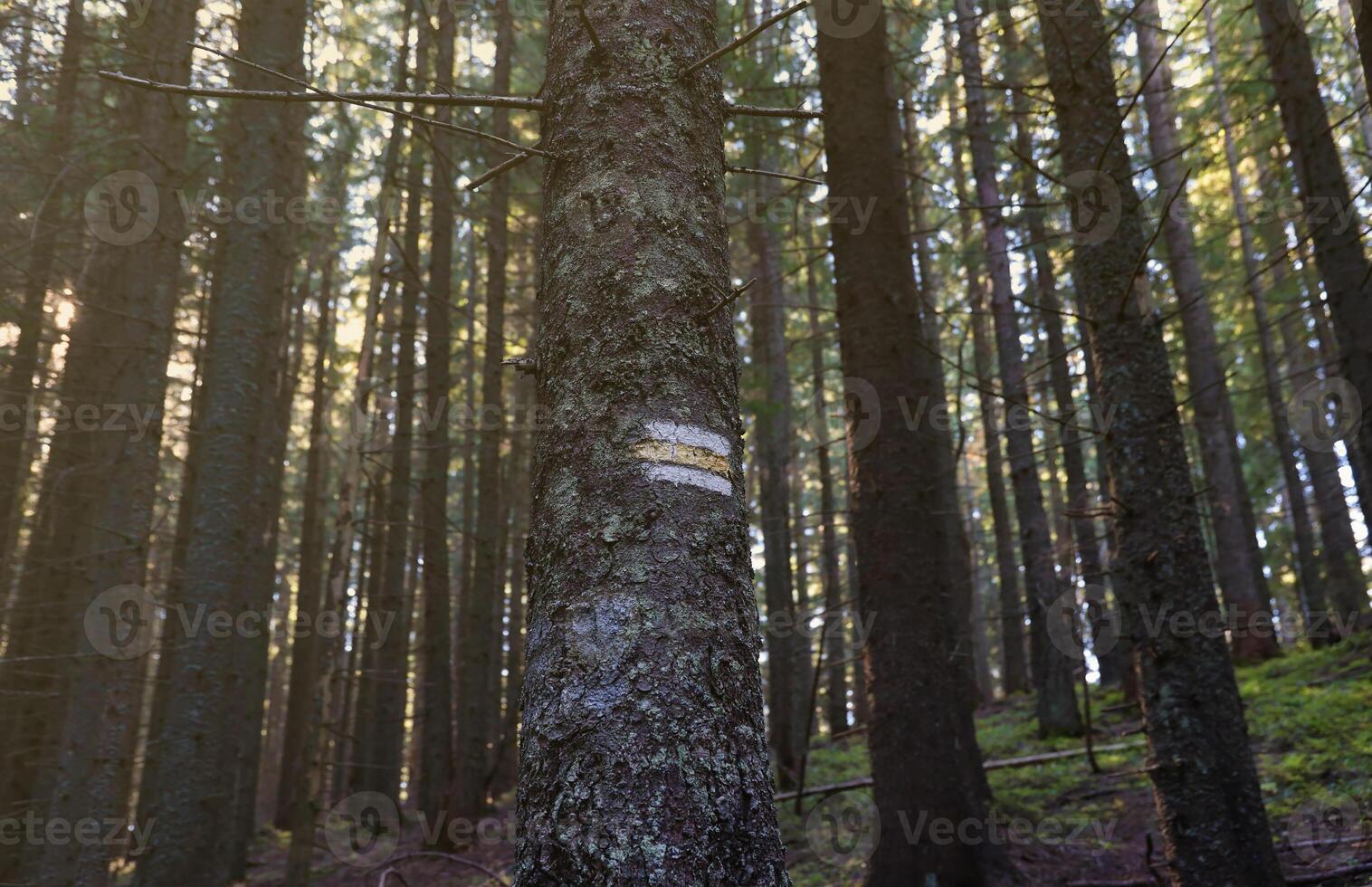 Walking trail background. Yellow and white forest path on brown tree trunk. Guide sign made with paint on hiking trail. Symbol points right way to go photo