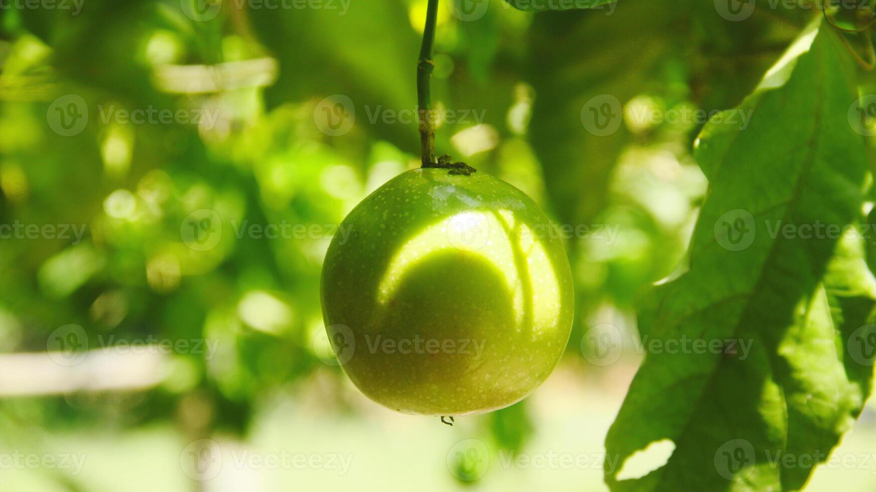 Fruit and passion fruit trees that are still on the tree photo