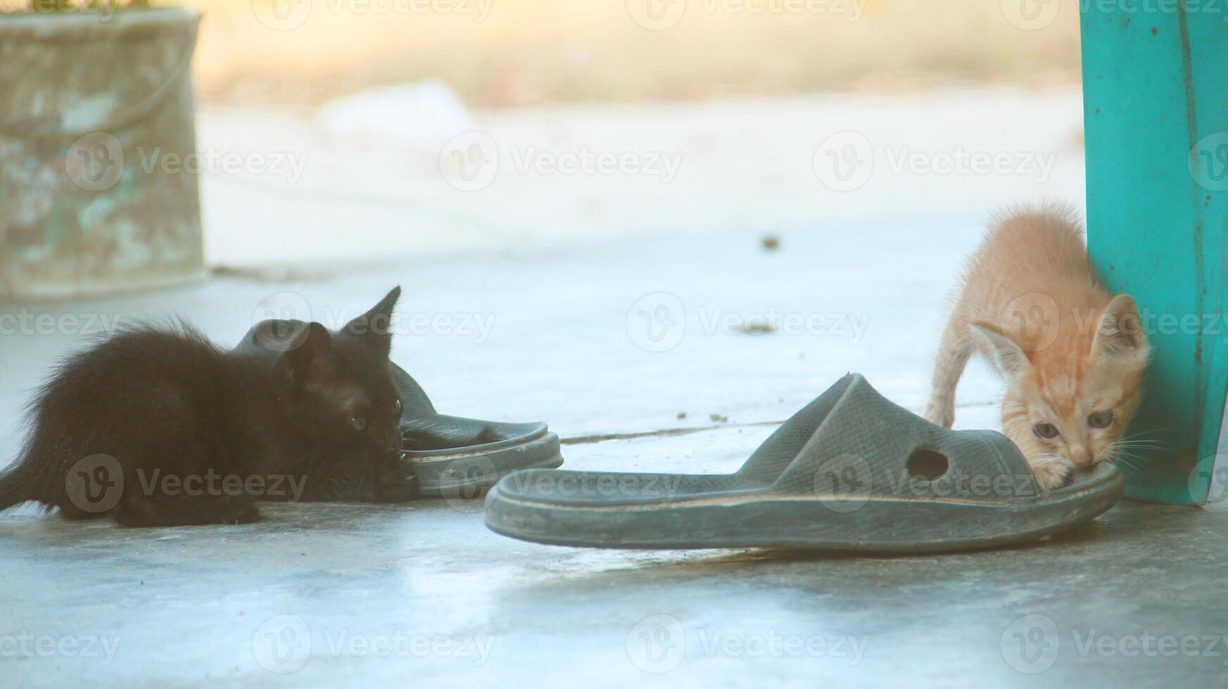 kitten playing with other kittens photo