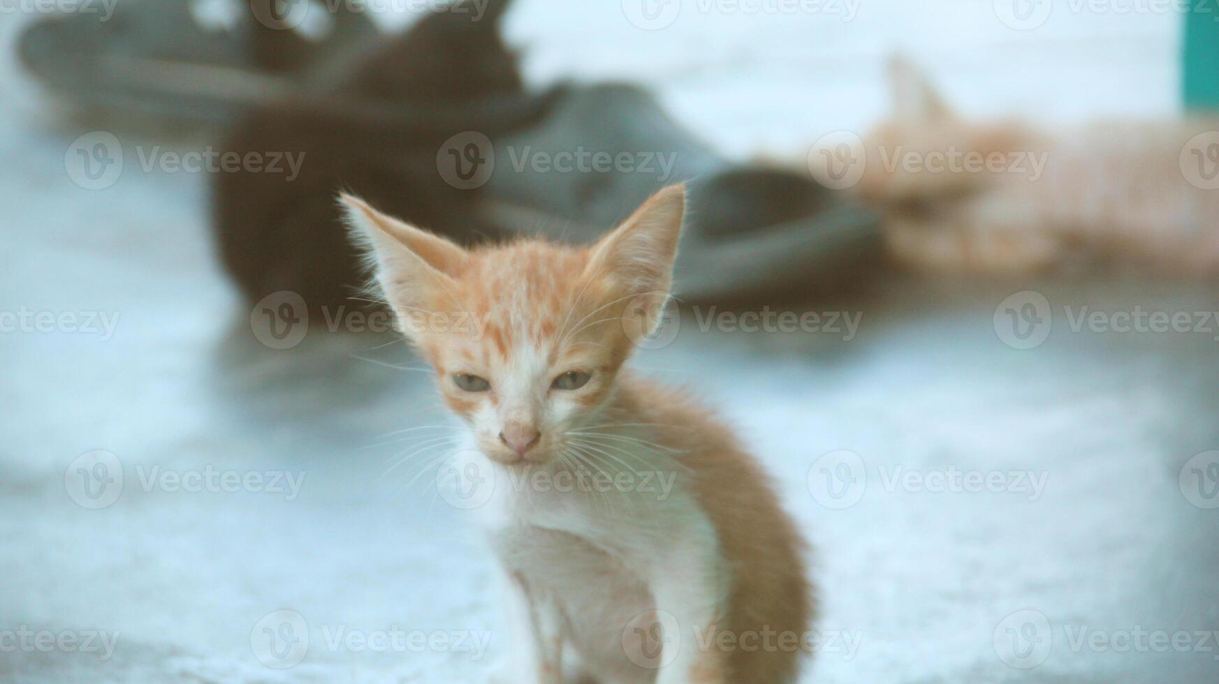 gatito jugando con otro gatitos foto