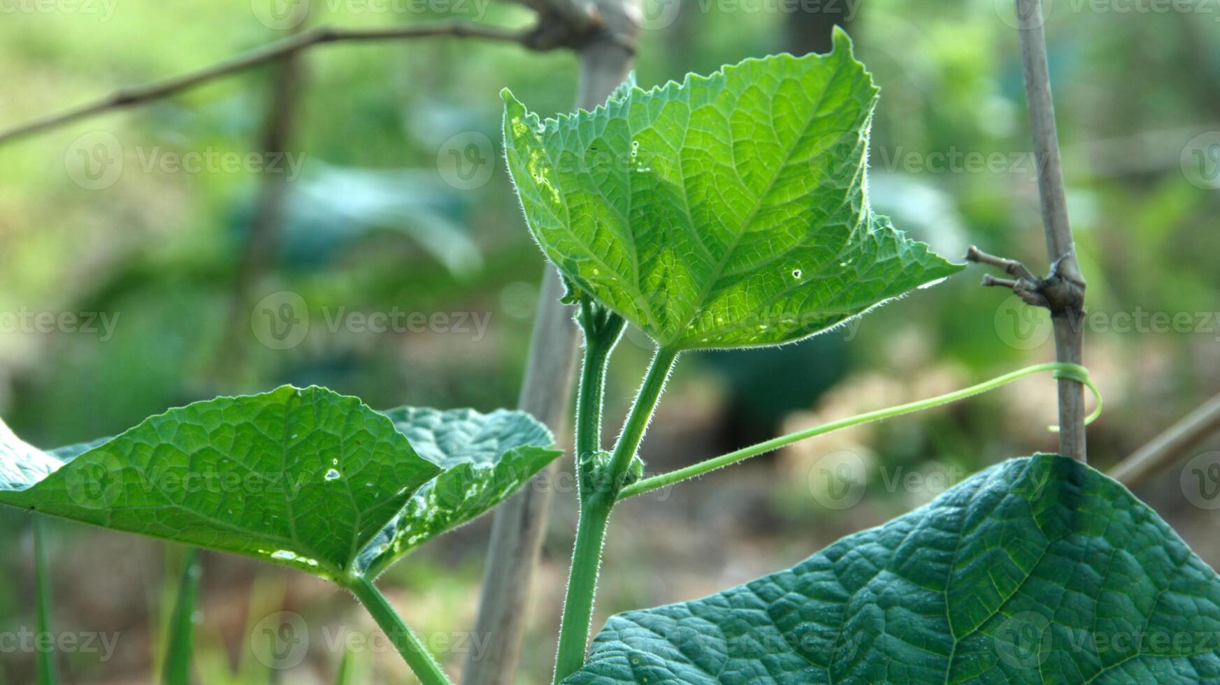 Green cucumber plants that are still young and have fresh green leaves photo