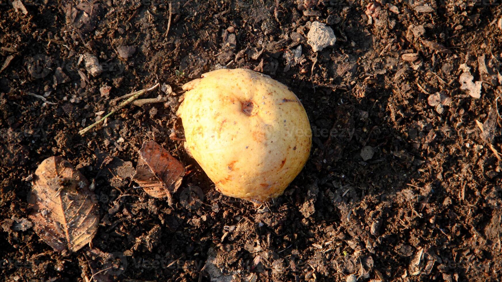 Ripe guavas that fall on the ground photo