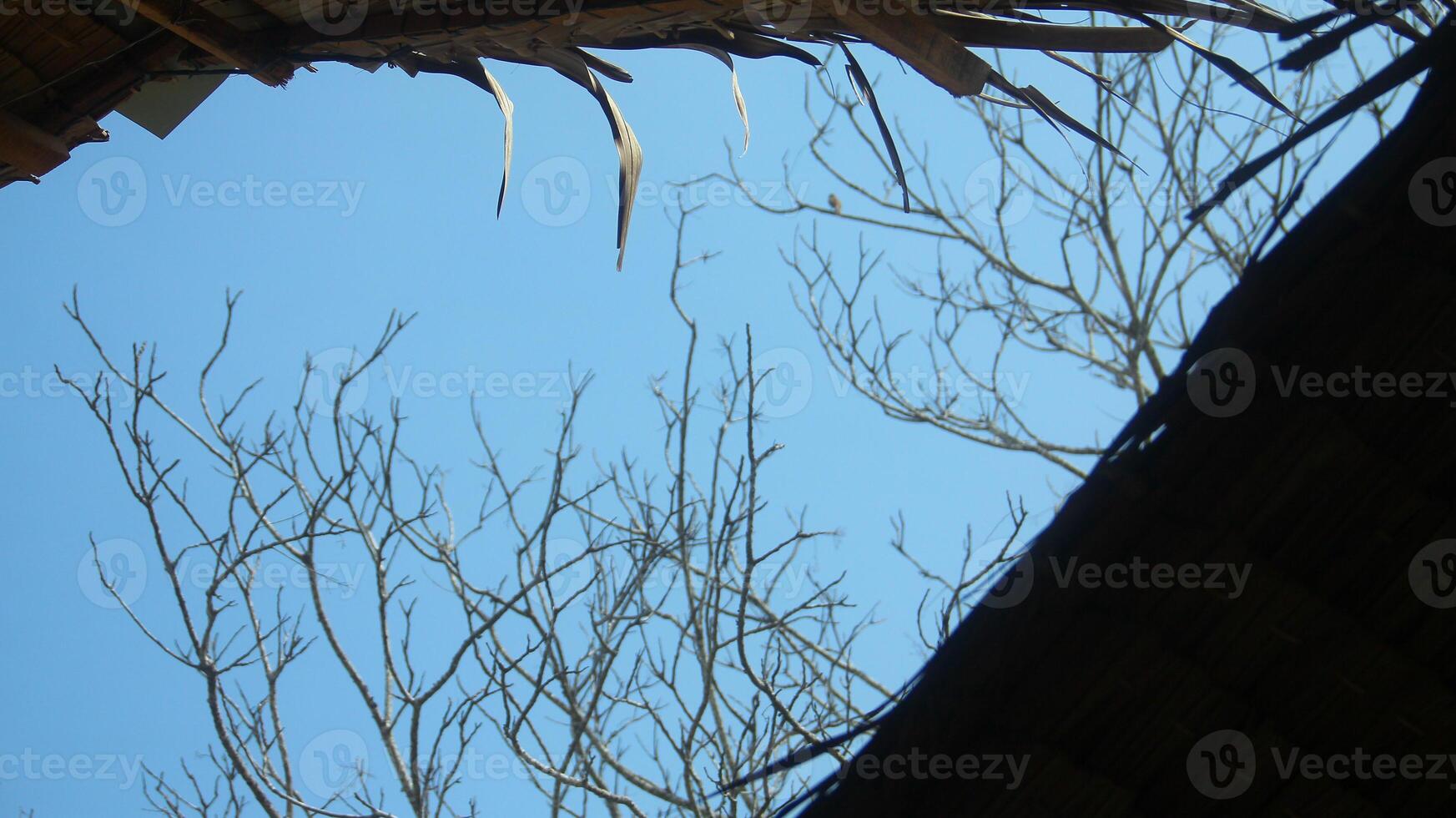 Tree branches whose leaves have fallen as a result of the dry season photo