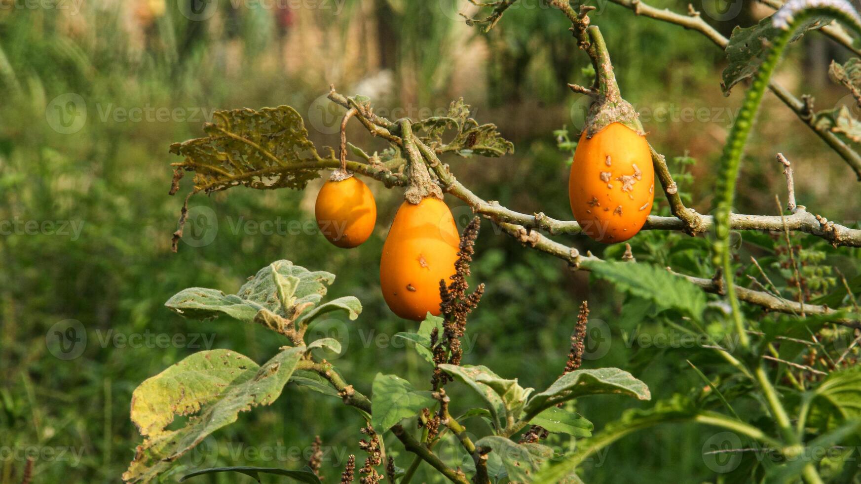 Fresh yellow eggplants on the tree before being harvested by farmers photo