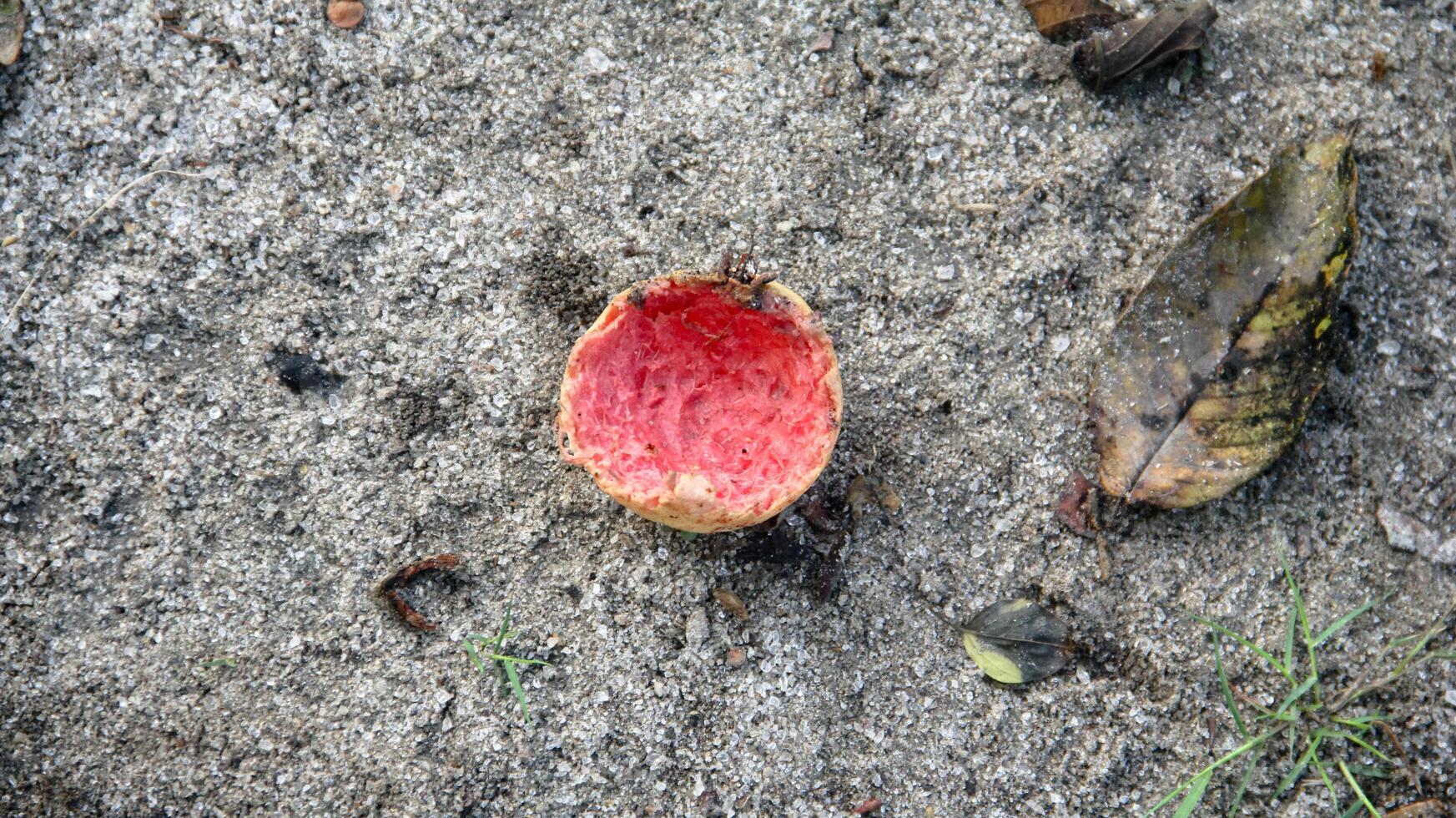 Ripe guavas that fall on the ground photo