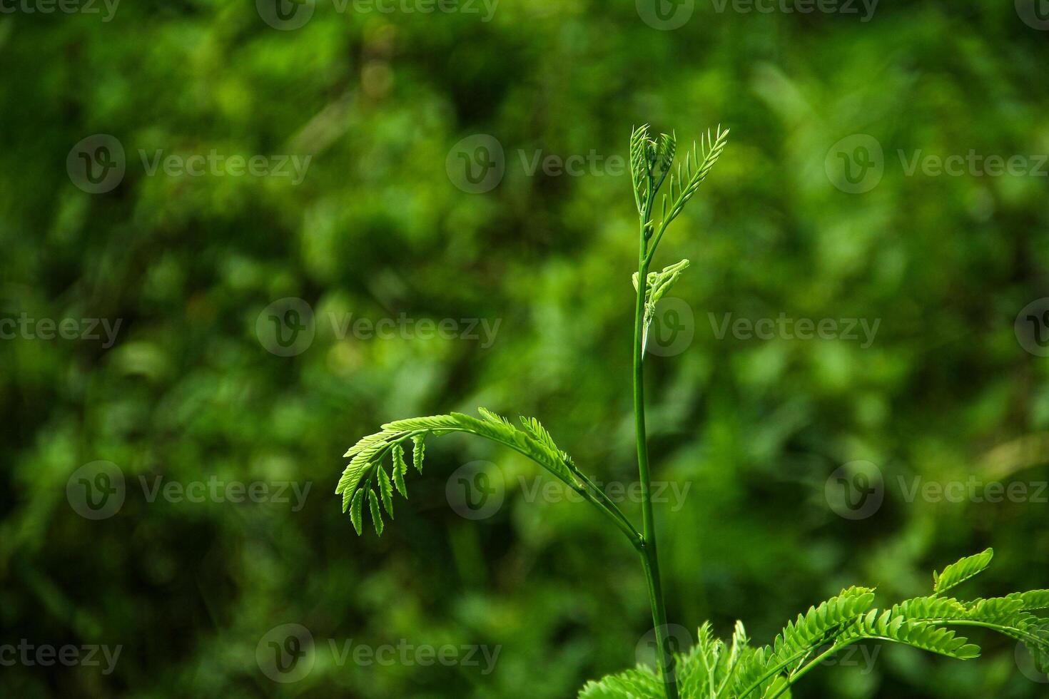 Fresh green petai leaves in a plantation photo
