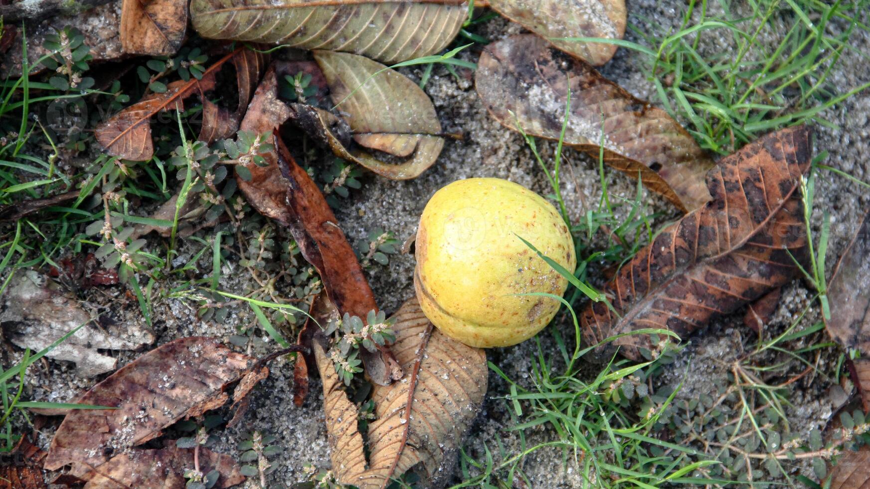 Ripe guavas that fall on the ground photo