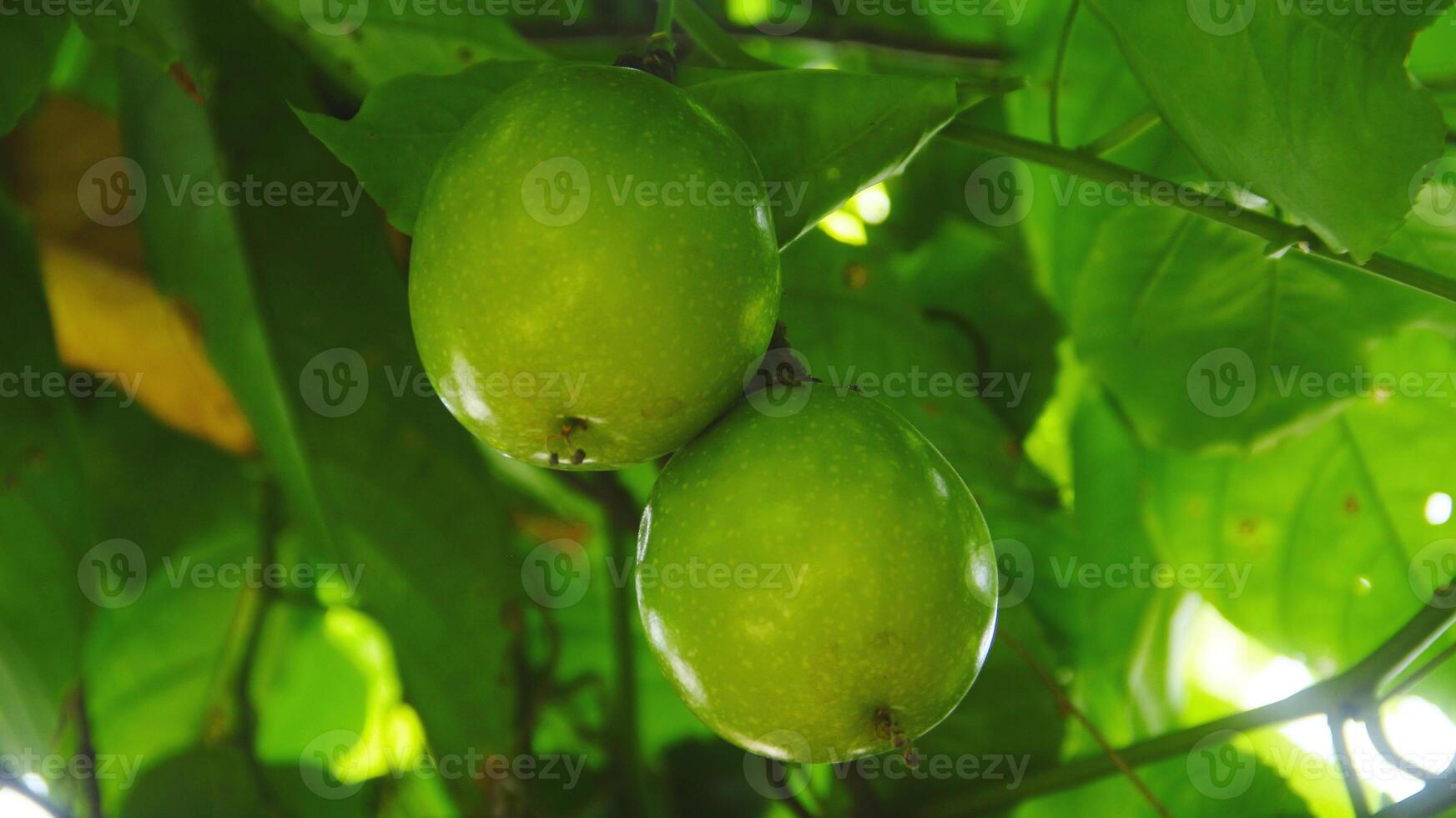 Fruit and passion fruit trees that are still on the tree photo