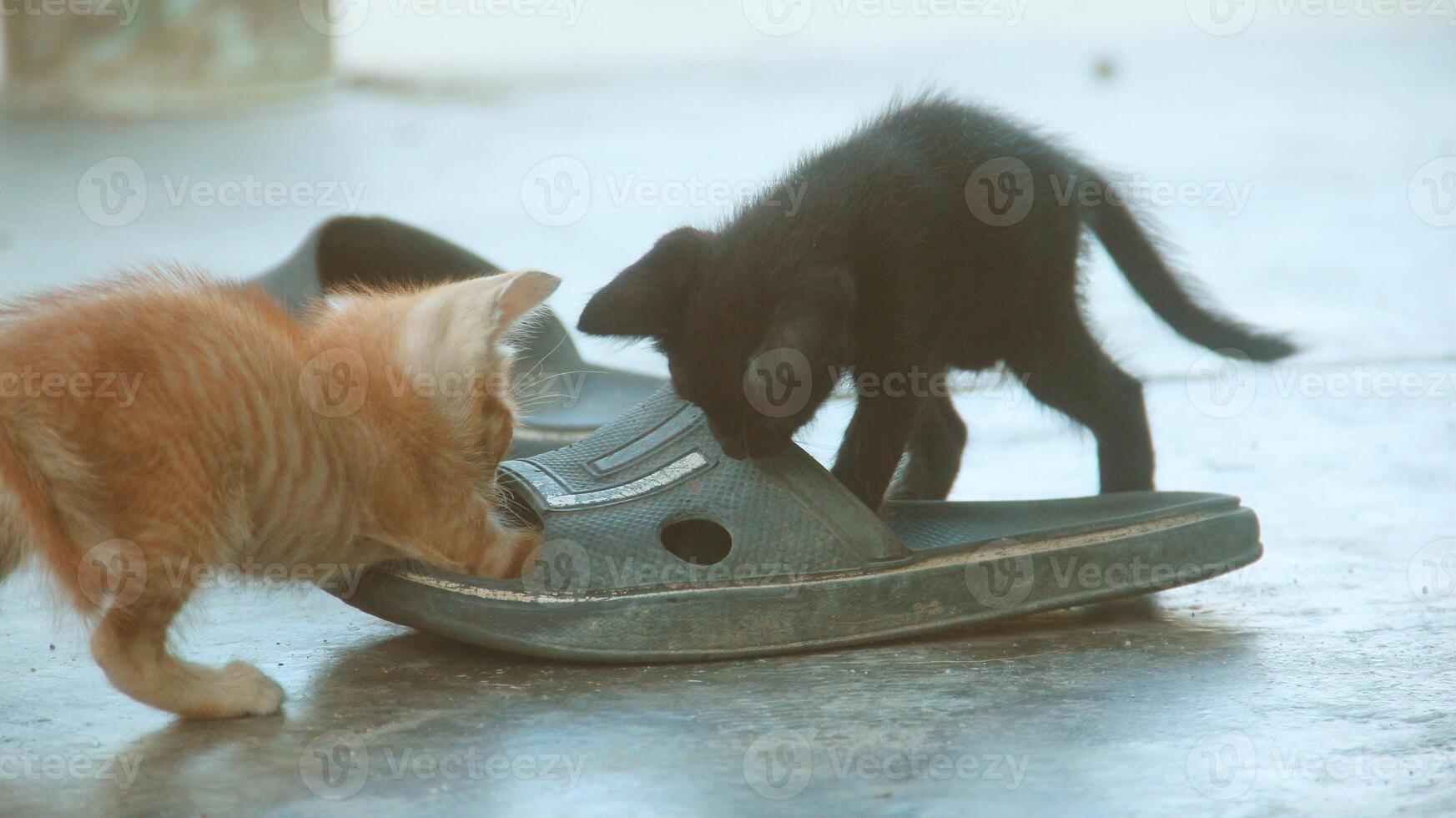 kitten playing with other kittens photo