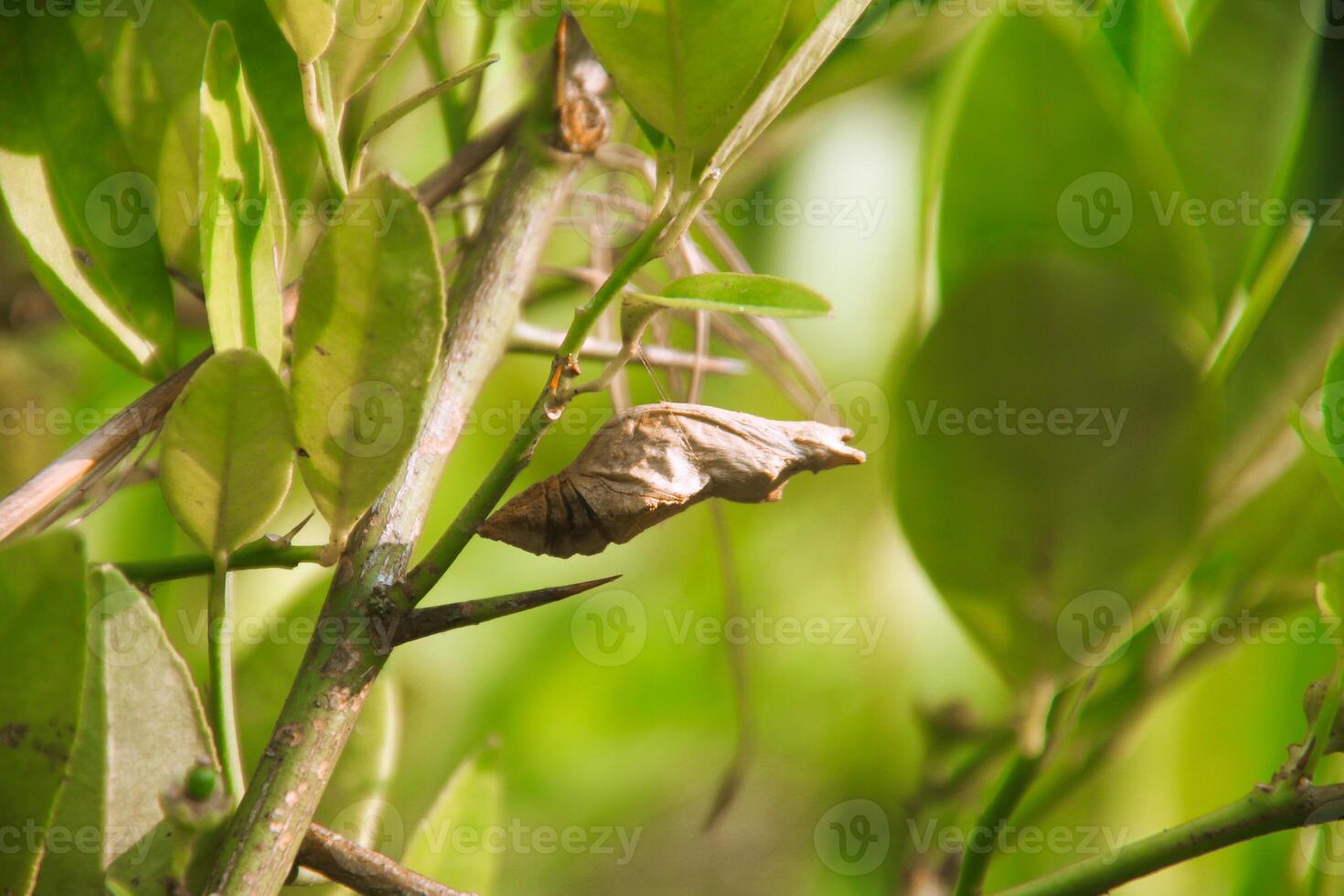 A Cocoon hanging from a lime tree photo
