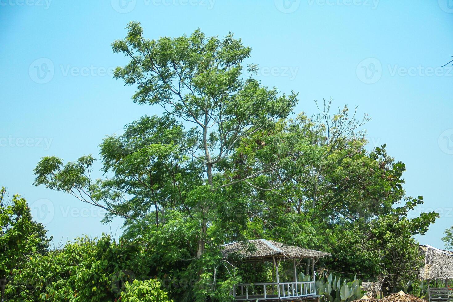 Tree huts made of wood and traditional roofs are located next to lush trees photo