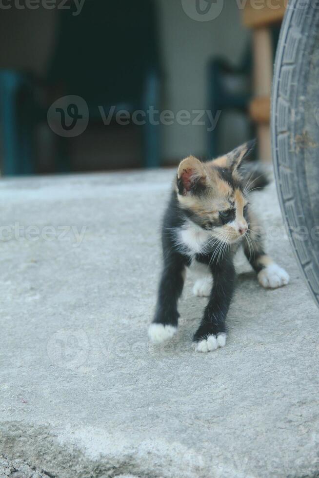 kitten playing with other kittens photo