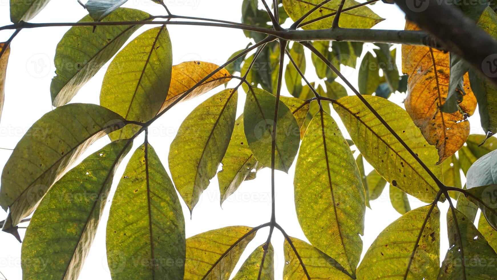 Heave Brasiliansis or rubber plants that are old and whose leaves fall in summer photo