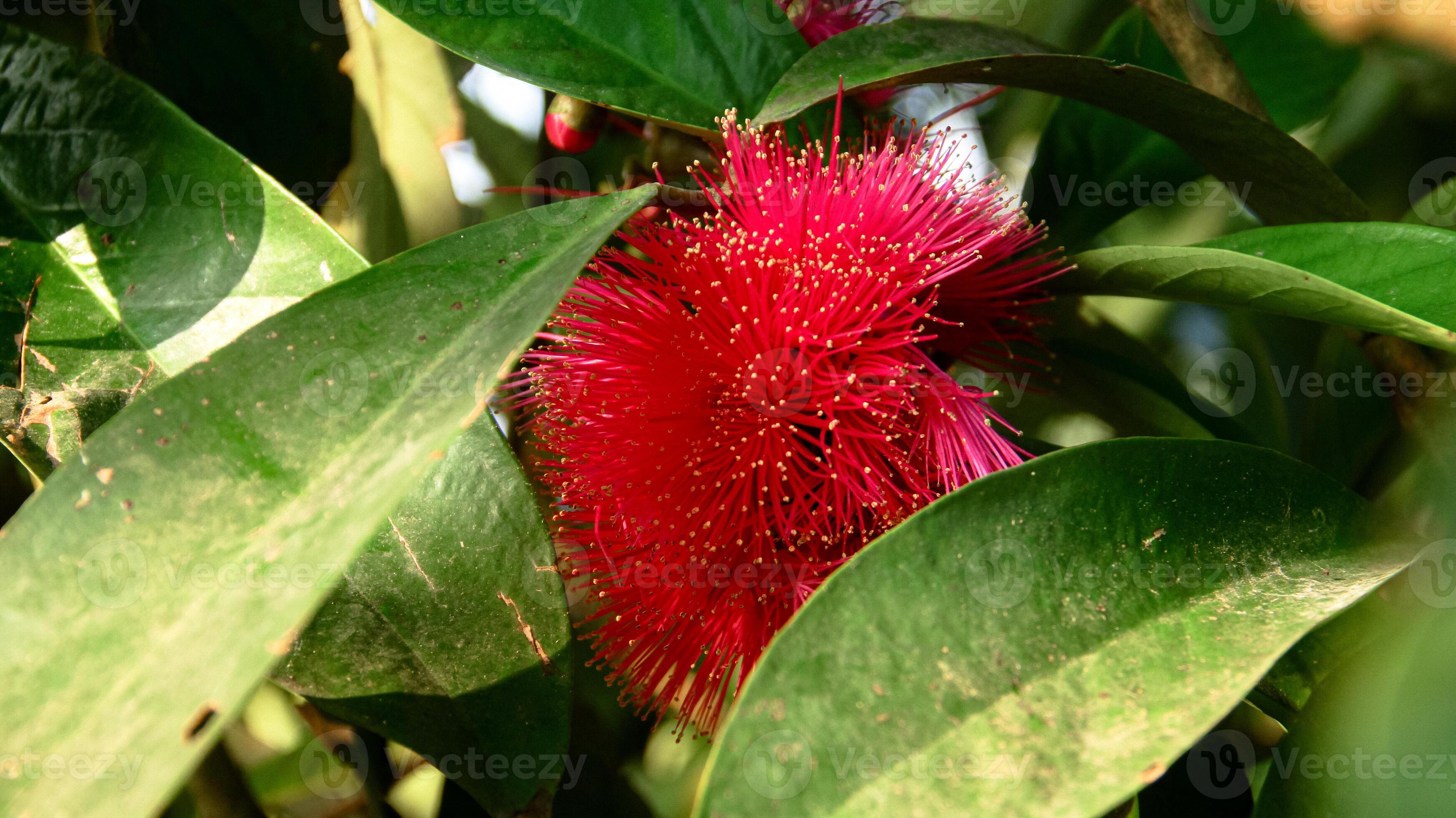 Flowers from the ovary of the Jamaican water guava which are ready to