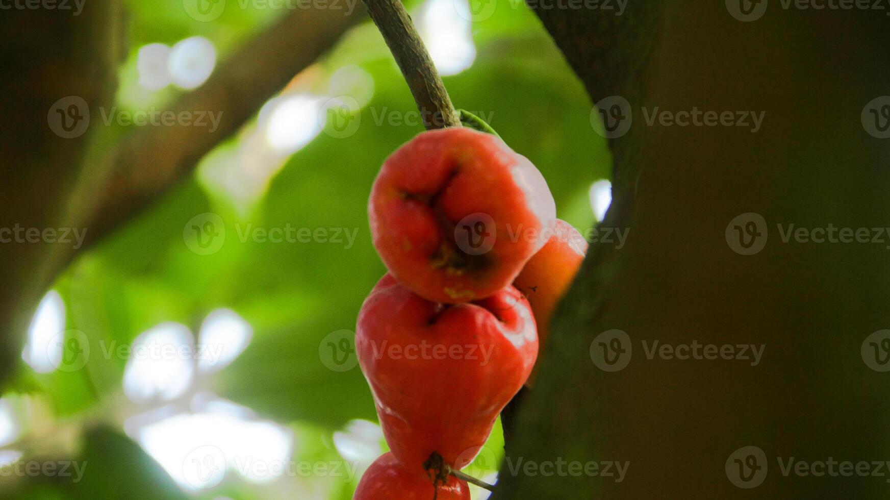 Ripe Thong samsi water guava with a bright red color and lush leaves photo