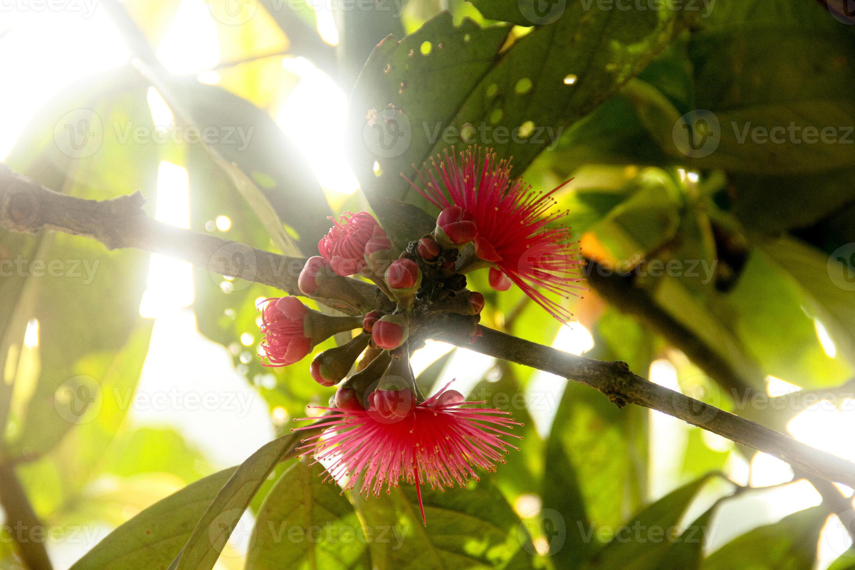 Flowers from the ovary of the Jamaican water guava which are ready to