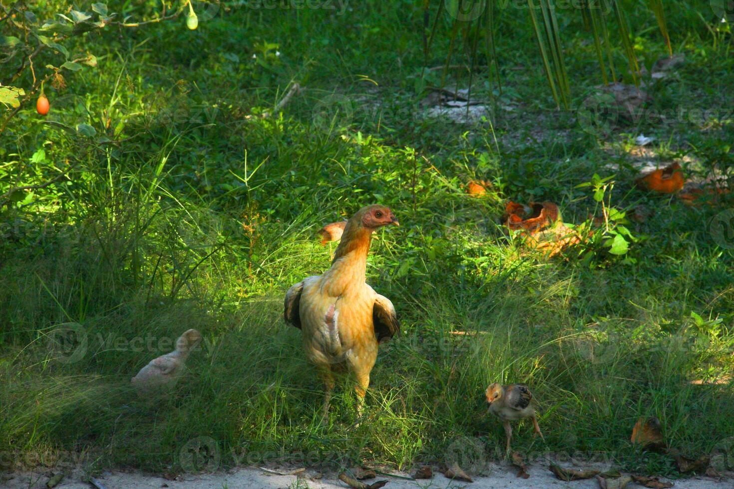 The hen and her chicks look for natural food in the green grass photo