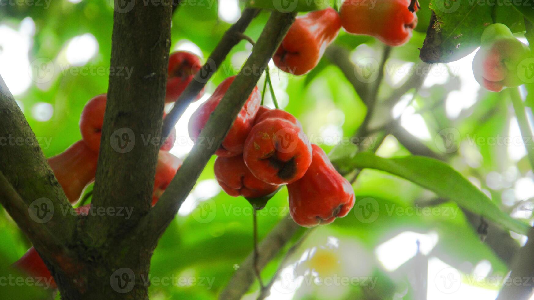 Ripe Thong samsi water guava with a bright red color and lush leaves photo