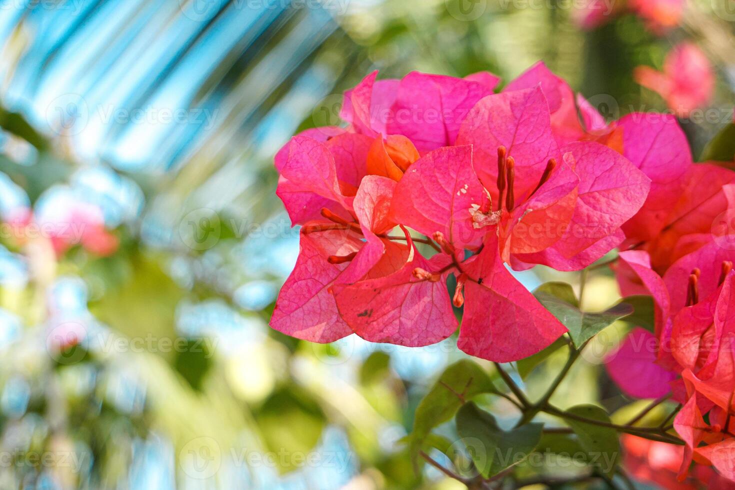 Bougainvillea flowers bloom beautifully in summer in Indonesia photo