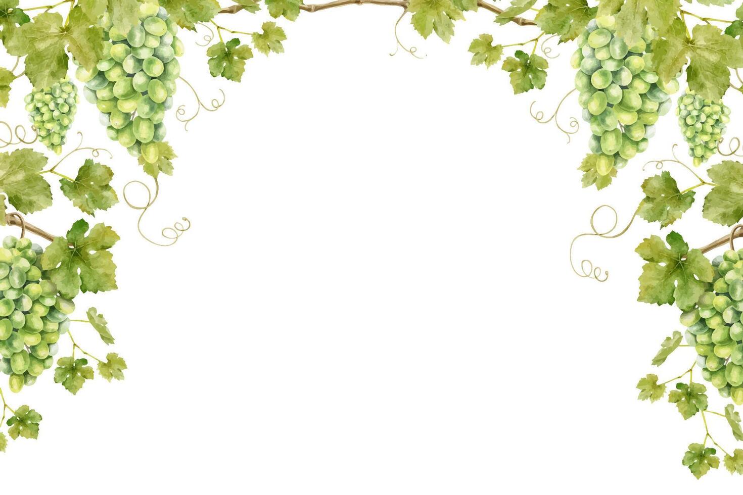 Frame of bunch green grapes with leaves. Template of vine. Isolated watercolor illustrations for the design of labels of wine, grape juice and cosmetics, wedding cards, stationery, greetings cards vector