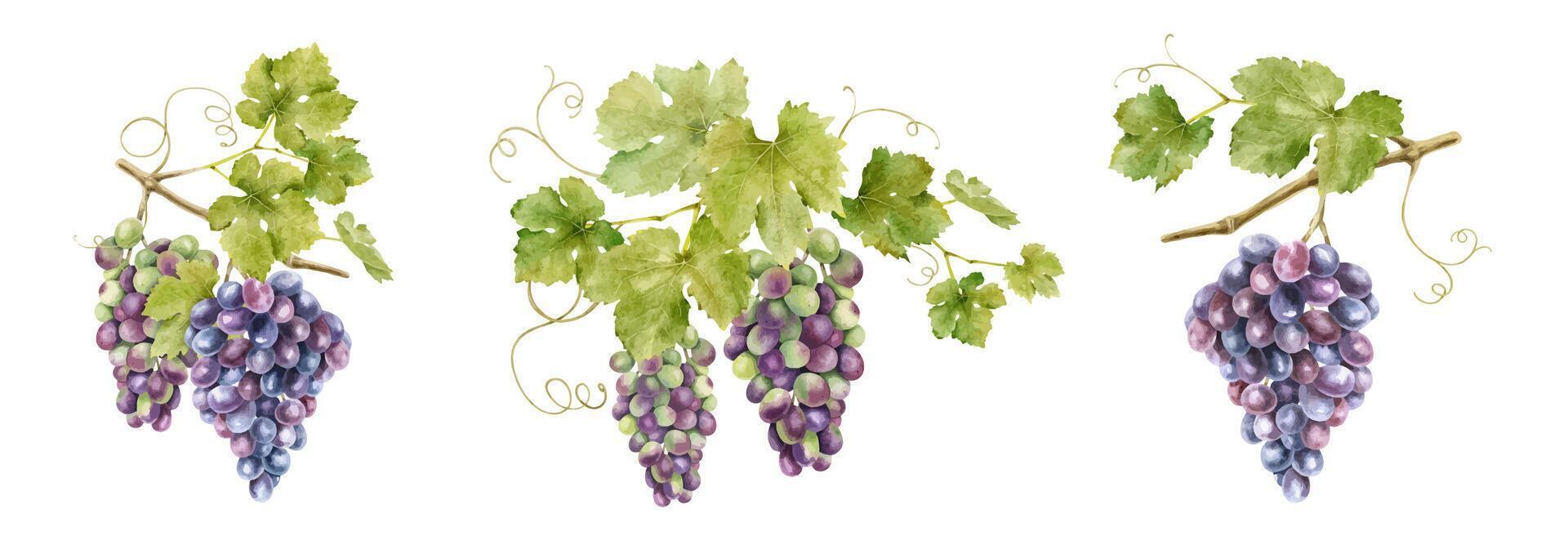 Set of bunches of red grapes with leaves. Isolated watercolor illustrations. Grapevines for the design of labels of wine, grape juice and cosmetics, wedding cards, stationery, greetings cards vector