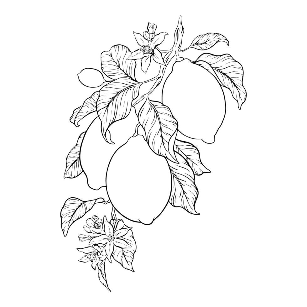 mano dibujado rama de limón frutas, hojas y flores bosquejo ilustración. negro tinta contorno de agrios. aislado en blanco antecedentes. diseño para menú, paquete, cosmético, textil vector