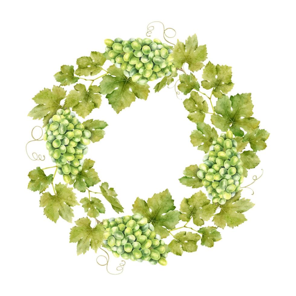 Frame of bunch green grapes with leaves. Template of vine. Isolated watercolor illustrations for the design of labels of wine, grape juice and cosmetics, wedding cards, stationery, greetings cards vector