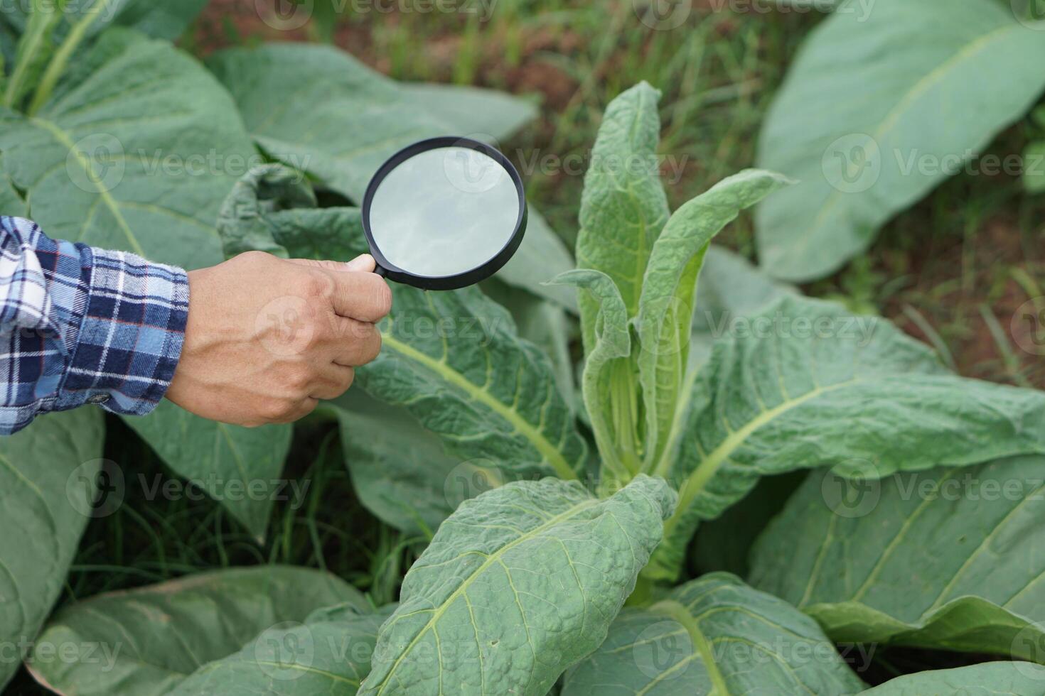 Close up hand holds magnifying glass to inspect growth and diseases of plants leaves. Concept, agriculture inspection, study survey and research to develop and solve problems of crops. photo