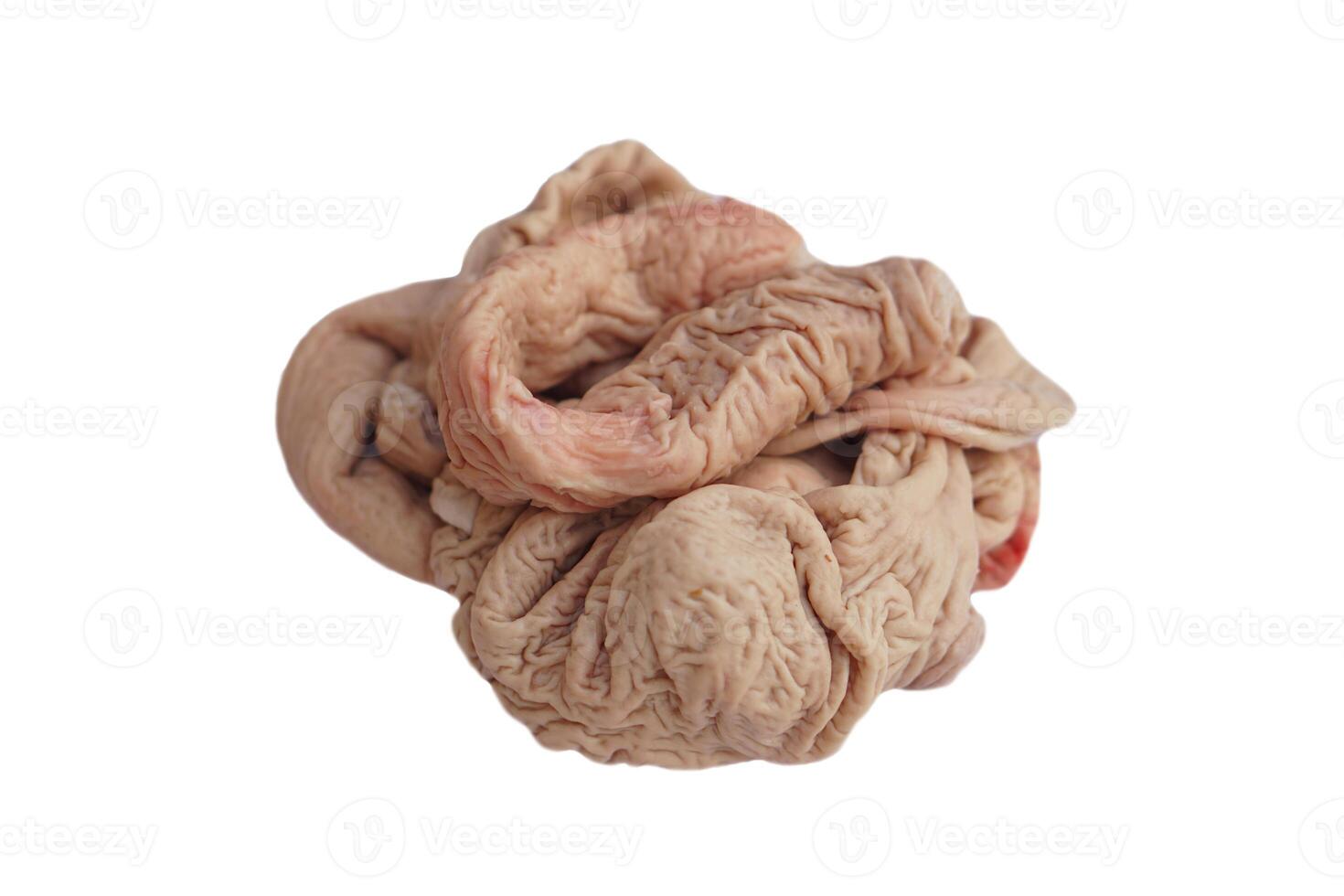 Raw pork large intestine for cooking, isolated on white background. Concept, weird food can be cooked for various delicious menu. Internal organs of pig. photo