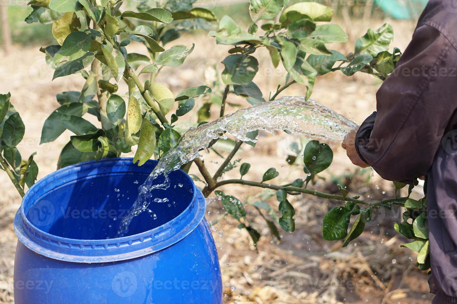 Close up farmer hand hold pipe of water to put into blue buckets in garden. Concept, Solve problems lacking of water in agriculture by prepare water for watering plants in drought season. photo