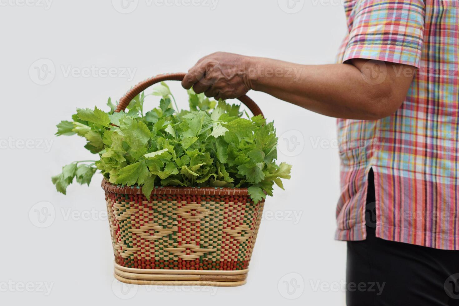 Close up woman holds basket of fresh celery vegetables. Concept, agriculture crop. Organic vegetables harvested from garden for selling in local market, cooking or share photo