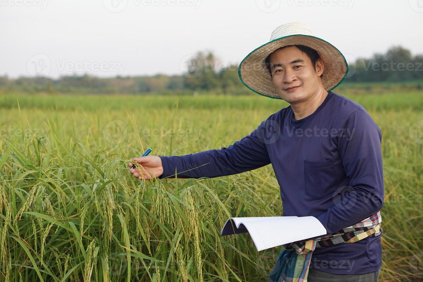 apuesto agricultor asiático está en el campo de arroz, usa sombrero, camisa azul, sostiene papel de cuaderno, inspecciona el crecimiento y la enfermedad de las plantas. concepto, investigación agrícola y estudio para desarrollar cultivos. foto