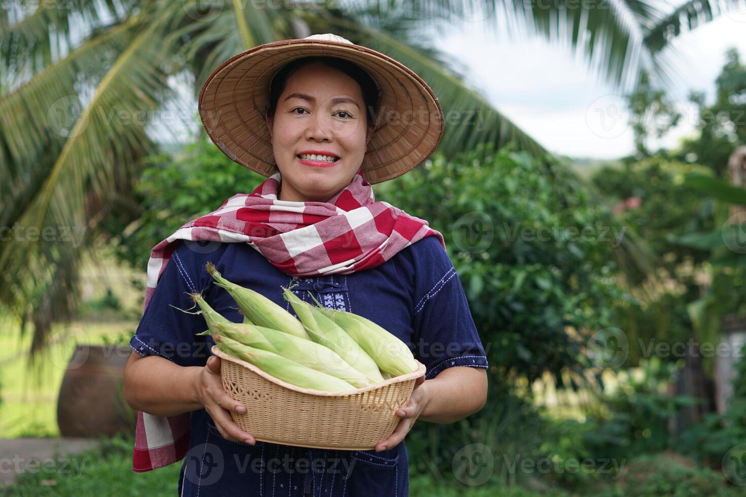 Asian woman farmer hold basket of fresh organic corn. Thai local breed. Favorite for Thai northern farmers grow for boil, steam or cook for Thai traditional dessert. Concept, agricultural crop product photo