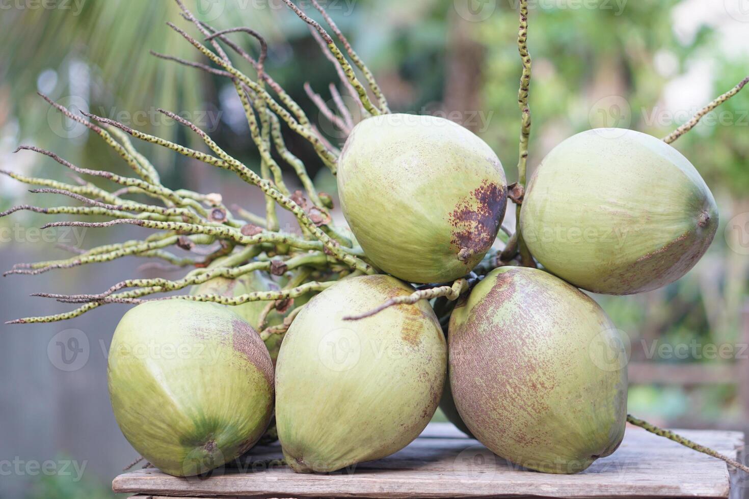 Coconut fruits on table, harvested from garden. Concept agriculture crops in Thailand. Healthy summer fruit. Thai farmer grows coconut trees for selling in local market or sharing to neighbors. photo