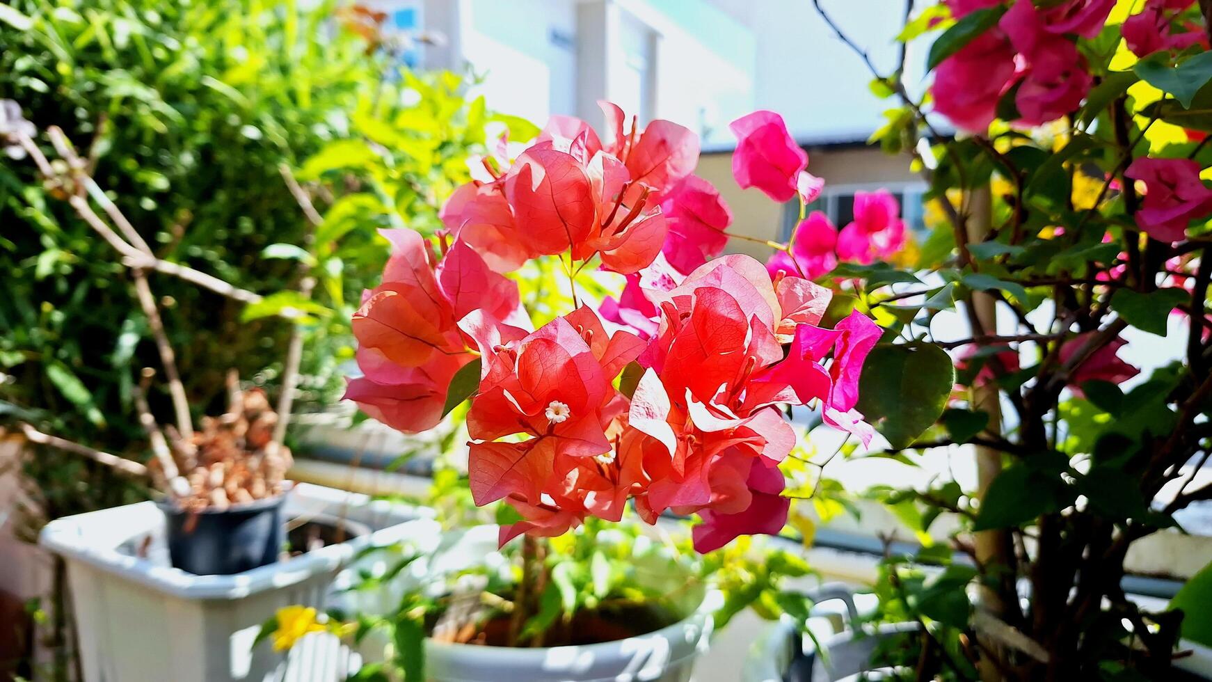 Beautiful light orange bougainvillea flowers in the sunlight.. photo