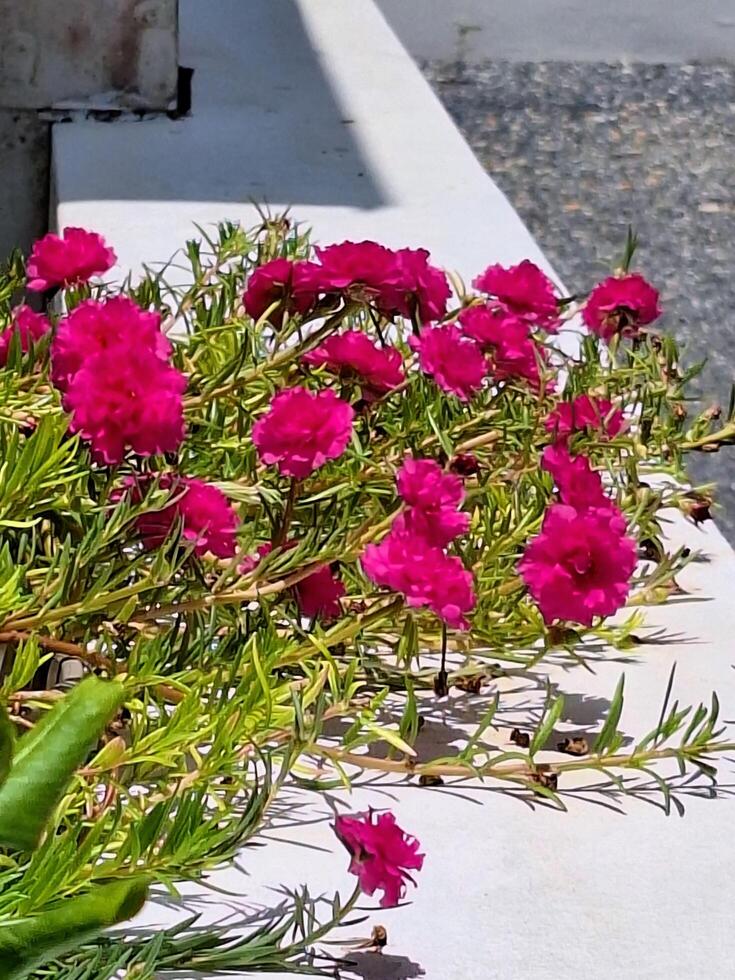 Beautiful Moss Rose blooming on a cement fence. photo