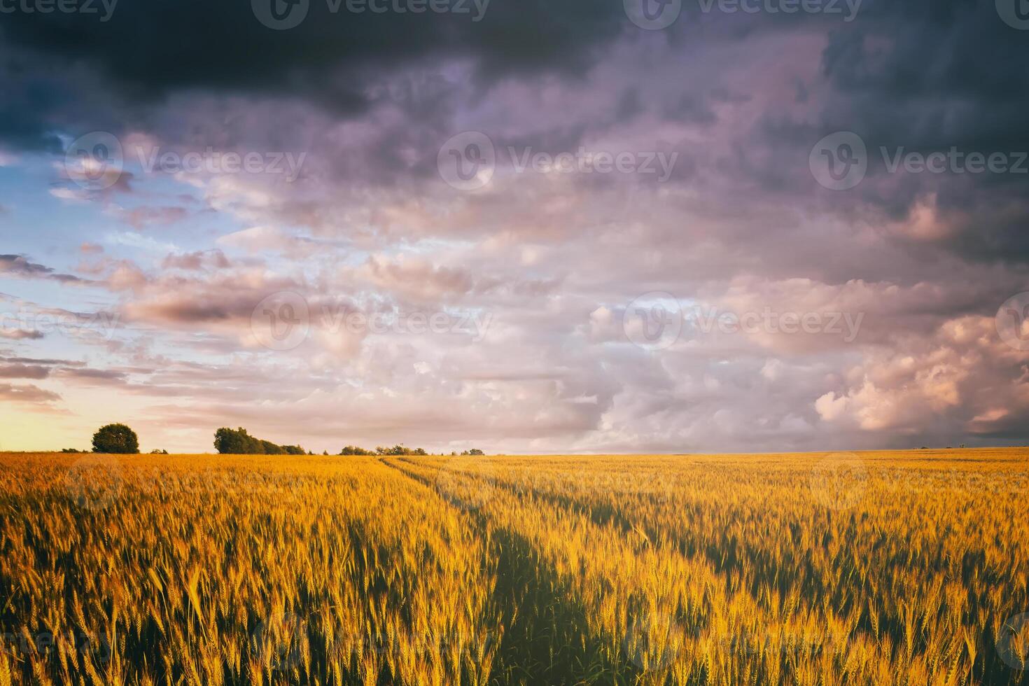 Sunset or dawn in a rye or wheat field with a dramatic cloudy sky during summertime. Aesthetics of vintage film. photo