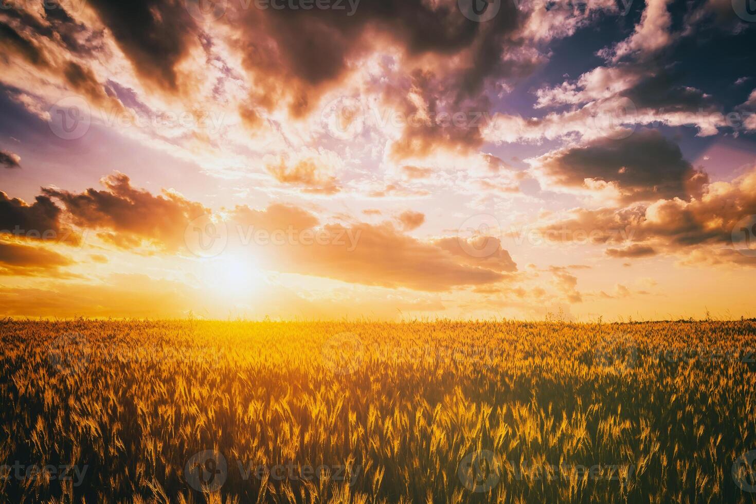 Sunset or dawn in a rye or wheat field with a dramatic cloudy sky during summertime. Aesthetics of vintage film. photo