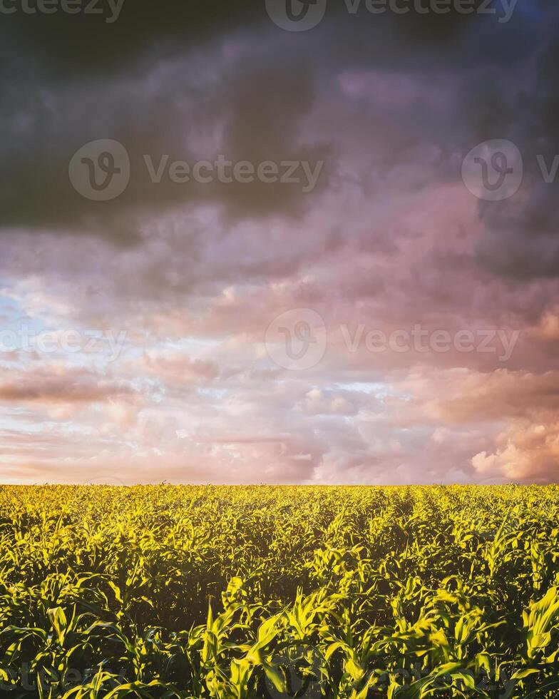 agrícola campo con joven verde maíz en un soleado noche con dramático nublado cielo. Clásico película estético. foto