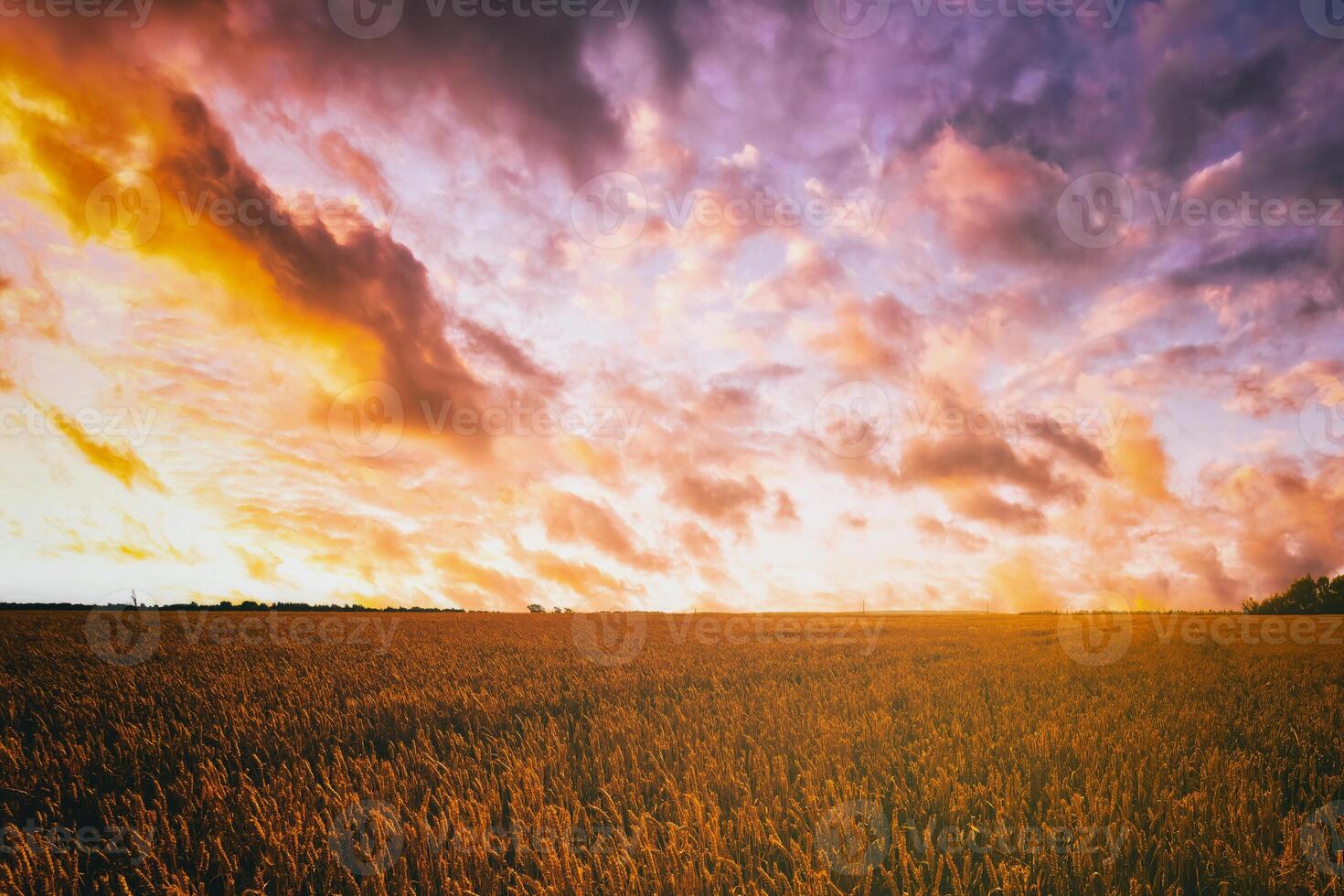 Sunset or dawn in a rye or wheat field with a dramatic cloudy sky during summertime. Aesthetics of vintage film. photo