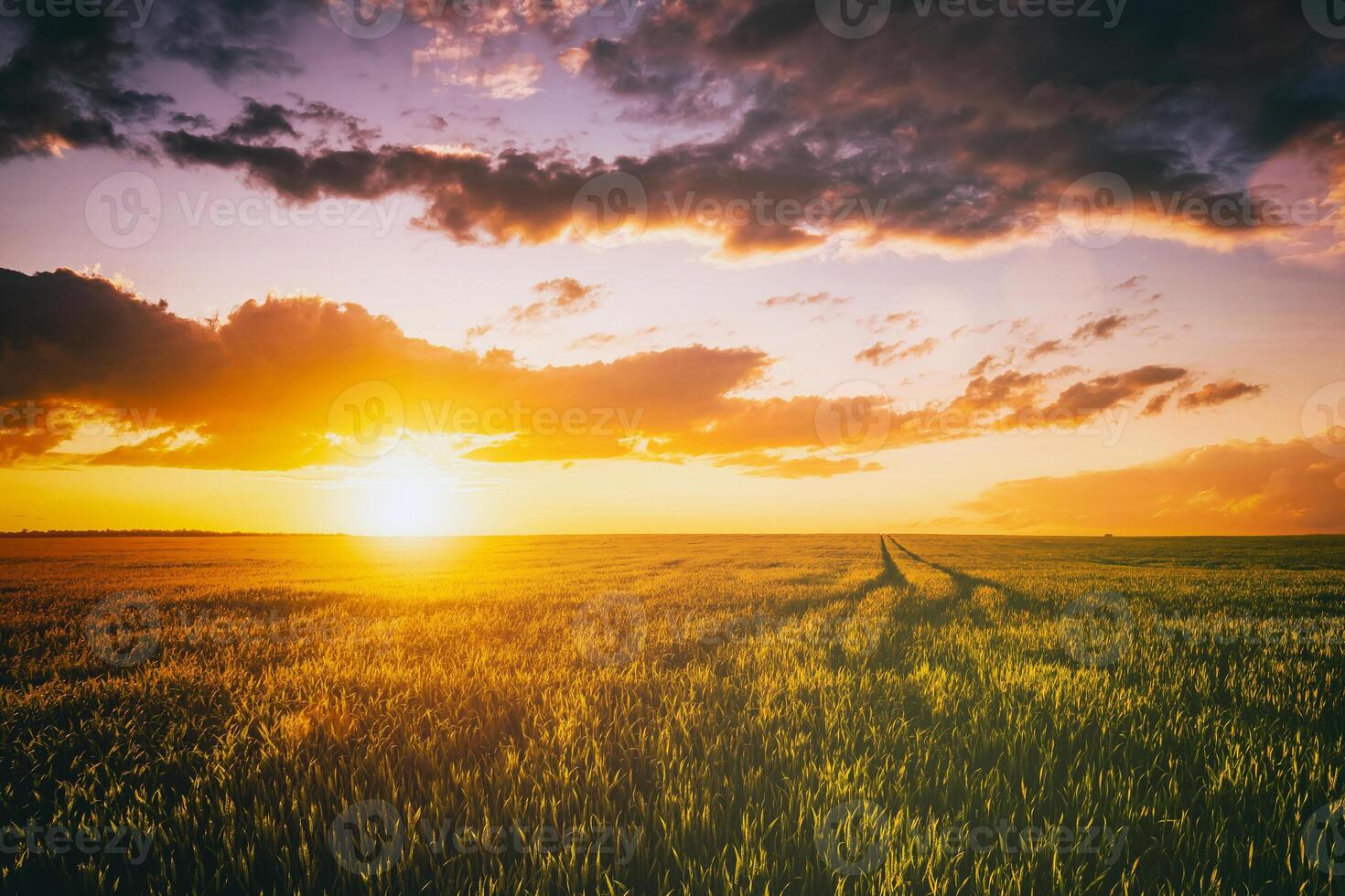 Sunset or dawn in a rye or wheat field with a dramatic cloudy sky during summertime. Aesthetics of vintage film. photo