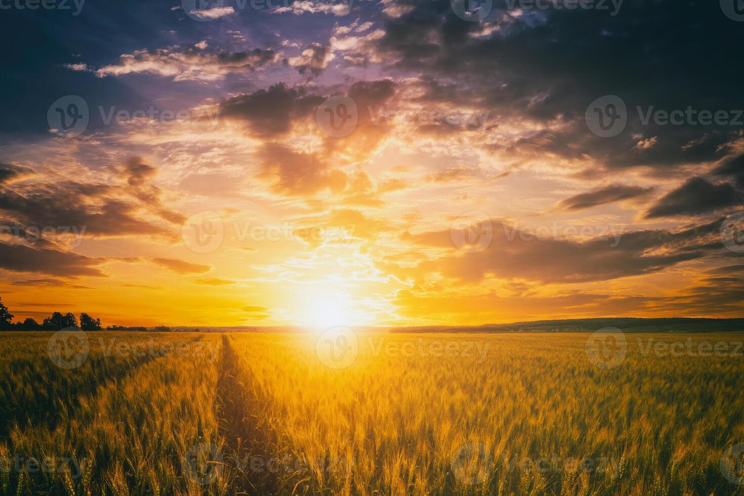 Sunset or dawn in a rye or wheat field with a dramatic cloudy sky during summertime. Aesthetics of vintage film. photo