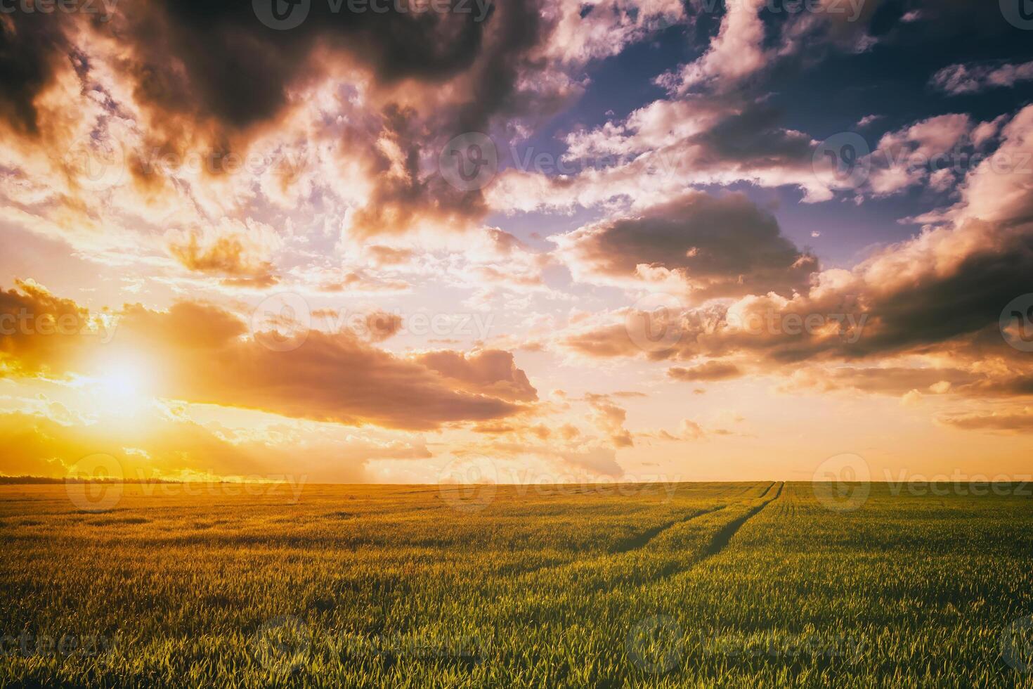 Sunset or dawn in a rye or wheat field with a dramatic cloudy sky during summertime. Aesthetics of vintage film. photo