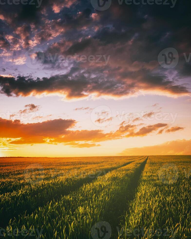 puesta de sol o amanecer en un centeno o trigo campo con un dramático nublado cielo durante Hora de verano. estética de Clásico película. foto