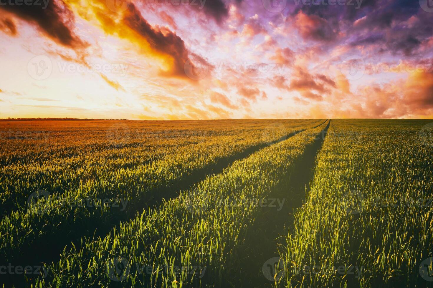 Sunset or dawn in a rye or wheat field with a dramatic cloudy sky during summertime. Aesthetics of vintage film. photo